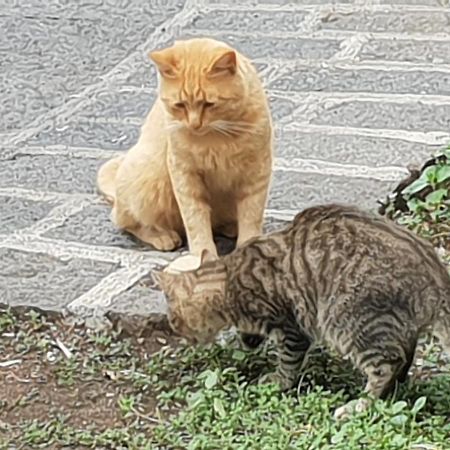 Alle Pendici Dell'Etna Ragalna Eksteriør billede