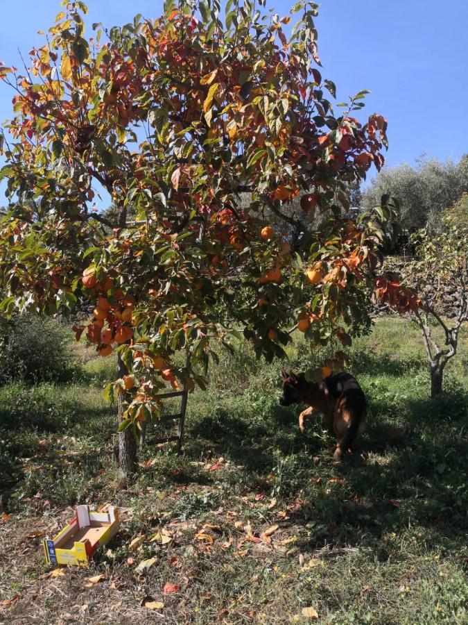 Alle Pendici Dell'Etna Ragalna Eksteriør billede