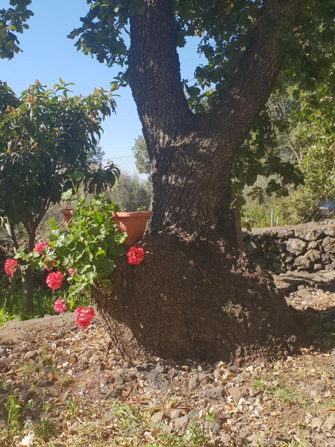 Alle Pendici Dell'Etna Ragalna Eksteriør billede